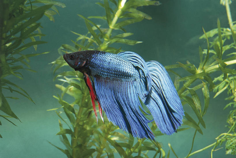 无人,横图,彩色,室外,白天,侧面,水下,野生动物,科学,鱼,鱼类,水族馆,自然,动物,摄影,五颜六色,鲈鱼,环境,色彩斑斓,生物学,除草,五彩缤纷,五彩斑斓,花鲈,鲈板,鲈子鱼,暹罗斗鱼,五光十色,彩图,动物学