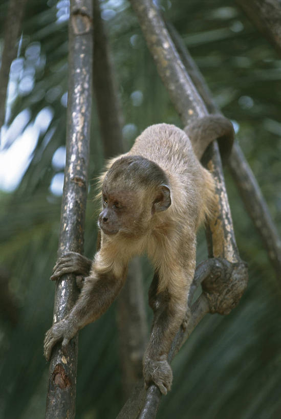 无人,站,竖图,室外,白天,哺乳动物,野生动物,猴子,巴西,科学,枝,拿着,树,自然,动物,南美,摄影,环境,生物学,南美洲,拉丁美洲,猕猴,美洲,将军,灵长目,巴西联邦共和国,亚美利加洲,南亚美利加洲,马拉尼昂,马拉尼昂州,自然地理,彩图,动物学
