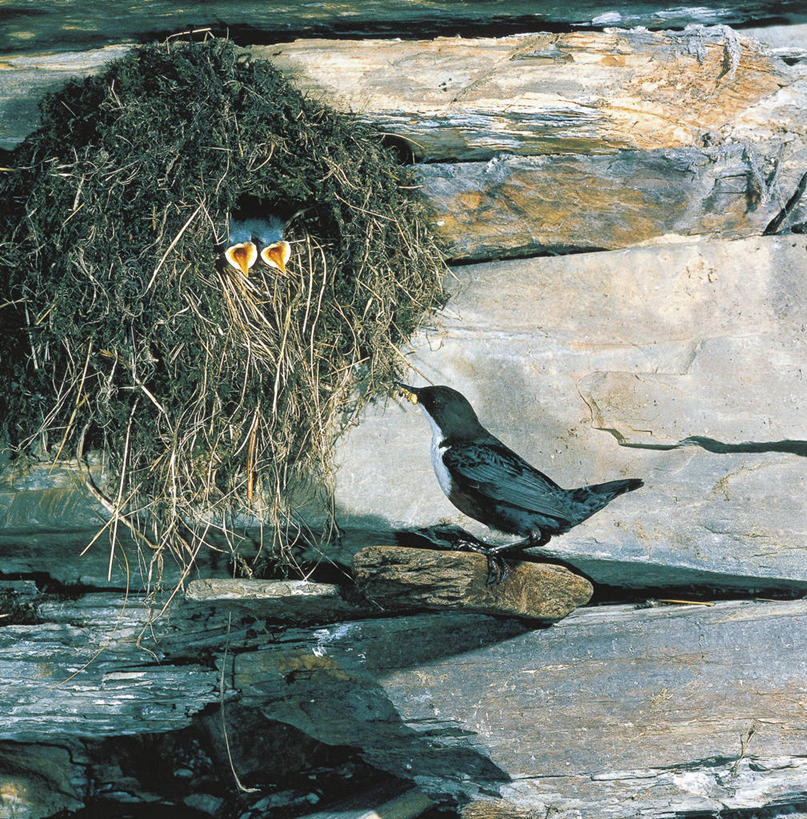 无人,竖图,方图,室外,白天,野生动物,三只,竹制,科学,鸟类,鸟巢,竹筒,自然,动物,容器,摄影,栖息,储藏,环境,生物学,竹制品,储存,喂养,岩石,彩图,贮存,动物学