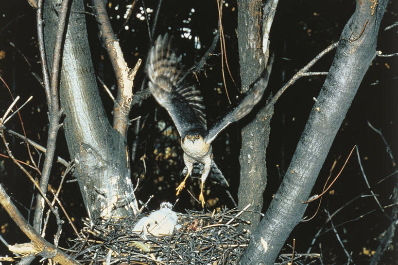 无人,横图,室外,夜晚,野生动物,科学,翅膀,鸟类,鸟巢,半空,着陆,小鸟,飞,树,自然,动物,两只,摄影,环境,生物学,雀鹰,彩图,动物学