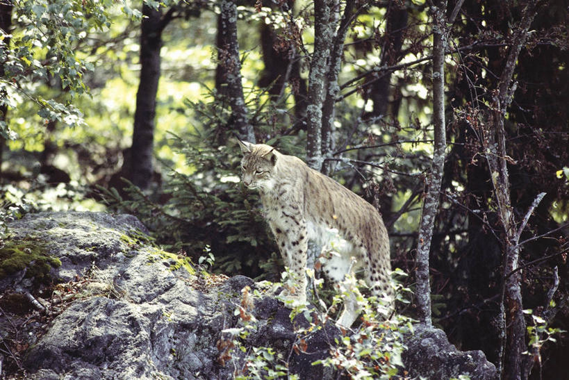 无人,站,横图,室外,白天,森林,哺乳动物,野生动物,德国,欧洲,科学,树,自然,动物,摄影,环境,生物学,国家公园,山猫,猫科动物,中欧,自然地理,彩图,动物学