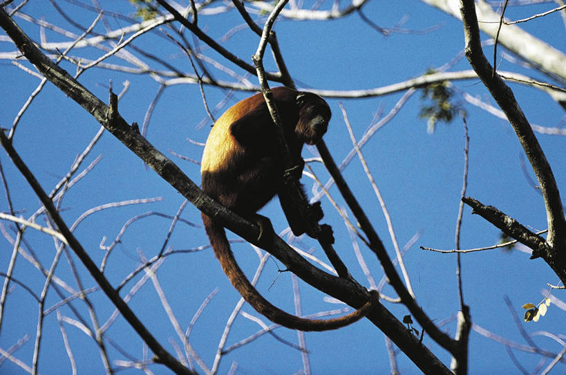 无人,坐,横图,室外,白天,仰视,哺乳动物,野生动物,猴子,委内瑞拉,科学,枝,树,自然,动物,南美,摄影,环境,生物学,灵长目,吼猴,彩图,低角度拍摄,动物学
