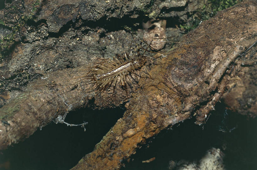 无人,横图,室外,夜晚,野生动物,科学,枝,树,自然,动物,摄影,环境,生物学,节肢动物,蜈蚣,彩图,动物学