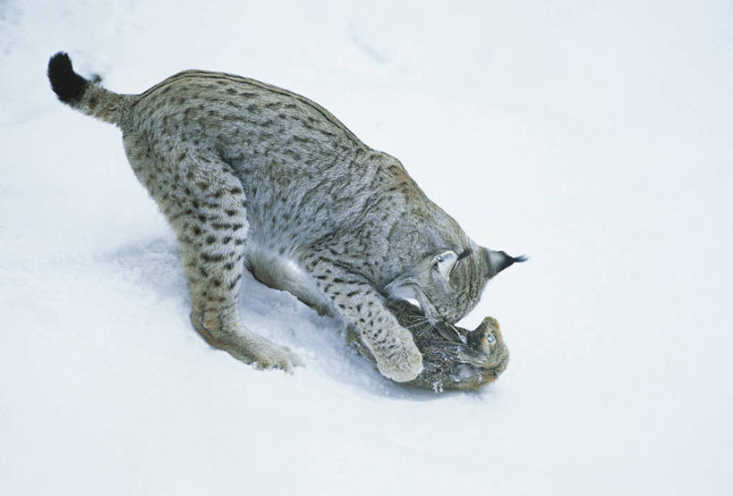 无人,吃,横图,室外,白天,山脉,雪,哺乳动物,野生动物,德国,欧洲,科学,冬天,自然,动物,摄影,环境,生物学,山猫,猫科动物,生存,中欧,喂养,自然地理,彩图,动物学