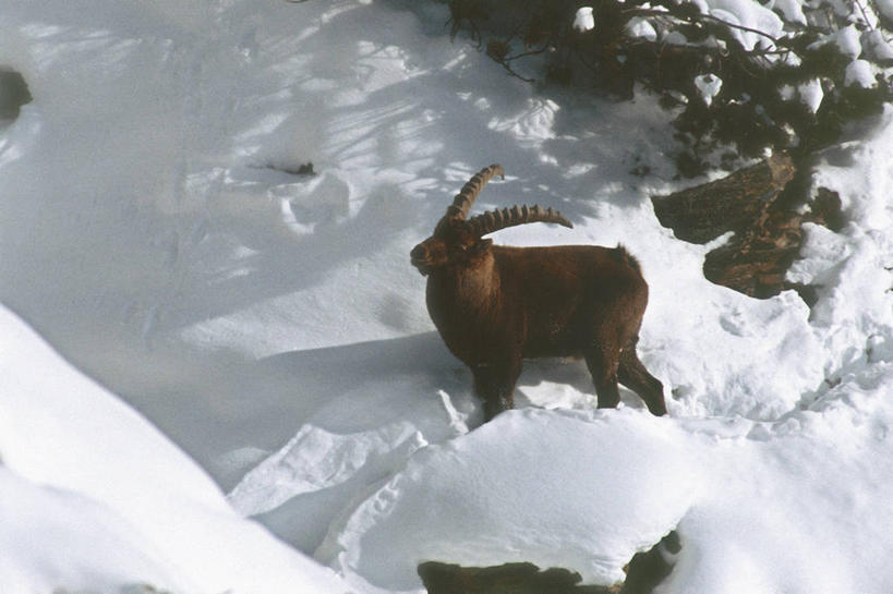 无人,站,横图,俯视,室外,白天,雪,哺乳动物,野生动物,羊,意大利,欧洲,科学,冬天,自然,动物,可爱,摄影,活泼,环境,生物学,国家公园,南欧,偶蹄目,意大利共和国,野山羊,悬羊,特伦蒂诺.上阿迪杰大区,自然地理,山羊,彩图,高角度拍摄,西伯利亚北山羊,动物学,郊野公园