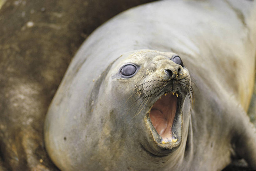 无人,横图,室外,白天,哺乳动物,海豹,野生动物,科学,海象,自然,动物,打开,摄影,部分,环境,生物学,开启,威胁,防守,进攻,体育活动,危险,彩图,动物行为,动物学