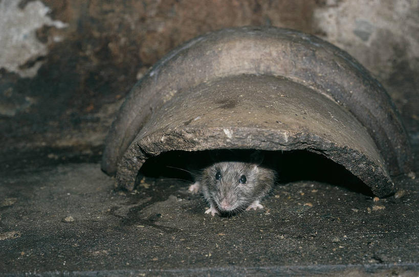 无人,横图,室外,白天,哺乳动物,野生动物,老鼠,科学,锅,自然,动物,摄影,环境,生物学,隐藏,彩图,动物学