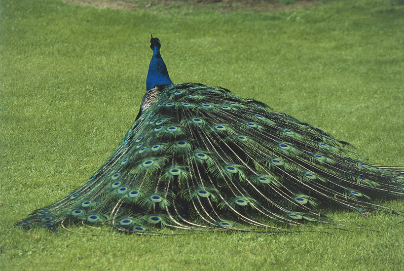 无人,站,横图,室外,白天,孔雀,野生动物,羽毛,意大利,科学,鸟类,尾巴,岛,草,背面,自然,动物,摄影,环境,生物学,南欧,热带鸟,都灵省,彩图,动物学