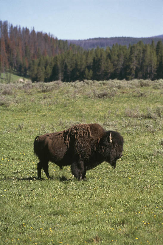 无人,站,竖图,室外,白天,牛,野生动物,美国,科学,地形,草,自然,动物,摄影,环境,生物学,北美,北美洲,国家公园,美洲,美洲野牛,凶猛,怀俄明,黄石公园,北亚美利加洲,亚美利加洲,自然地理,残暴,凶残,野牛,彩图,美利坚合众国,动物学,郊野公园