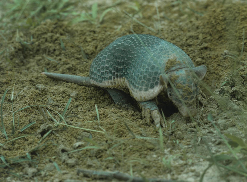 无人,横图,室外,白天,哺乳动物,野生动物,科学,泥土,自然,动物,摄影,洞穴,环境,生物学,犰狳,彩图,动物学