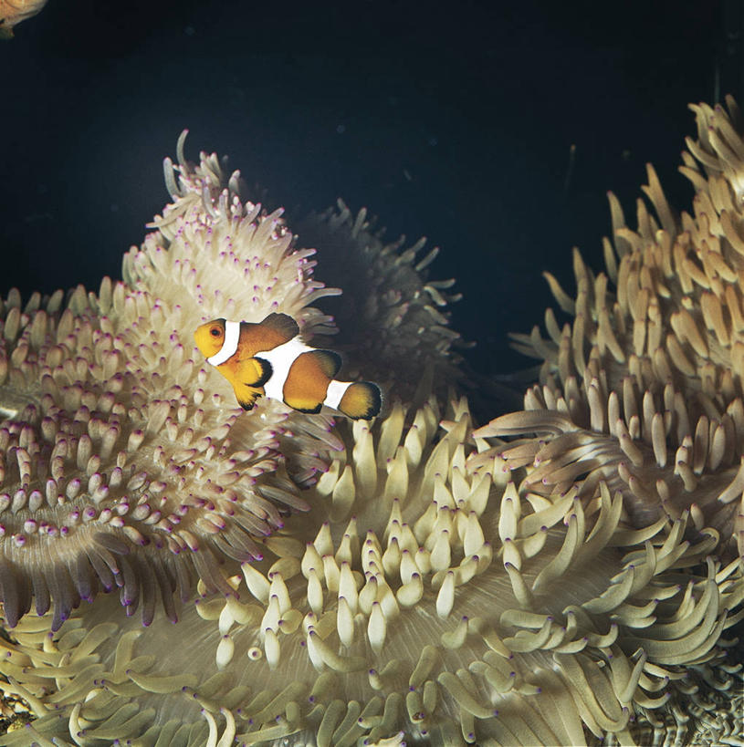 游泳,无人,竖图,方图,室外,白天,水下,海葵,野生动物,科学,鱼,触须,珊瑚,鱼类,海洋生物,无脊椎动物,自然,摄影,鲈鱼,腔肠动物,环境,生物学,花鲈,鲈板,鲈子鱼,彩图,动物学