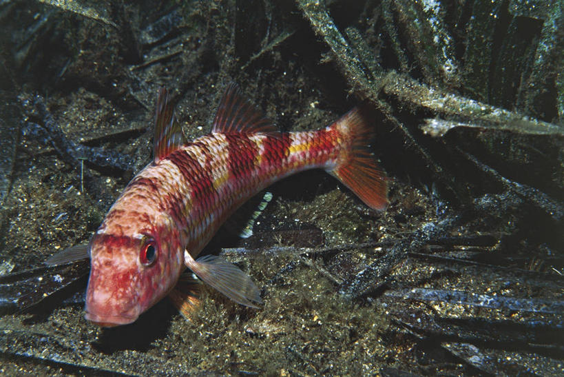 无人,横图,室外,白天,水下,野生动物,科学,鱼,鱼类,自然,动物,摄影,鲈鱼,环境,生物学,咸水鱼,鲻鱼,花鲈,鲈板,鲈子鱼,彩图,动物学