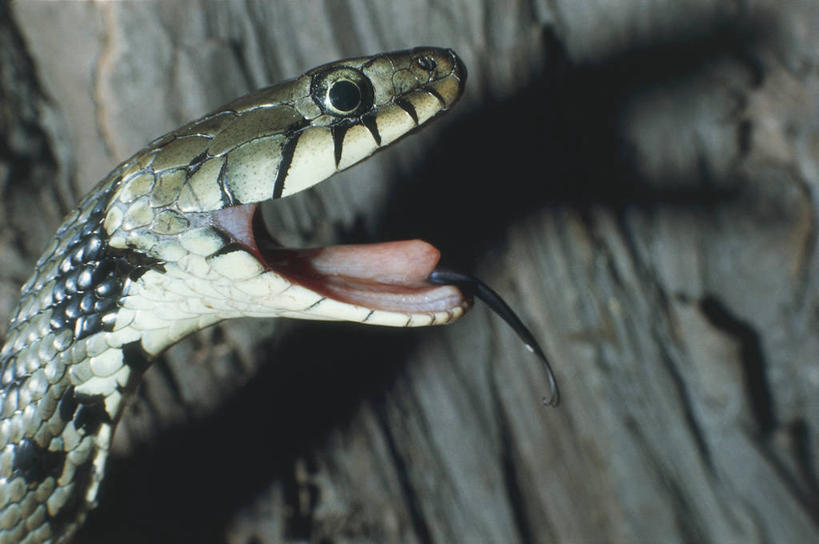 无人,横图,室外,特写,白天,侧面,野生动物,科学,蛇,自然,动物,打开,摄影,头像,环境,生物学,开启,威胁,游蛇,彩图,动物学