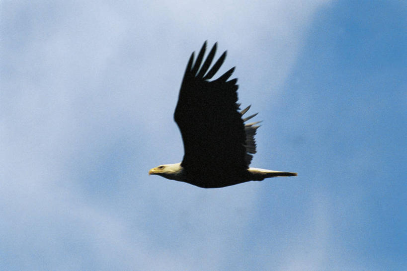 无人,横图,室外,白天,侧面,野生动物,鹰,科学,鸟类,捕食,飞,自然,动物,摄影,环境,生物学,白头鹰,彩图,动物学