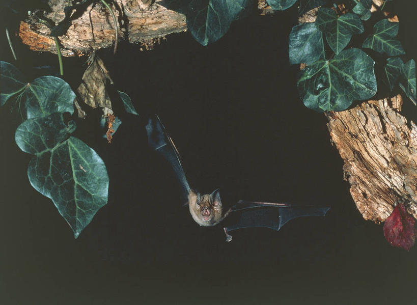无人,横图,室外,夜晚,蝙蝠,哺乳动物,野生动物,叶子,科学,飞,树,自然,动物,摄影,环境,生物学,彩图,动物学
