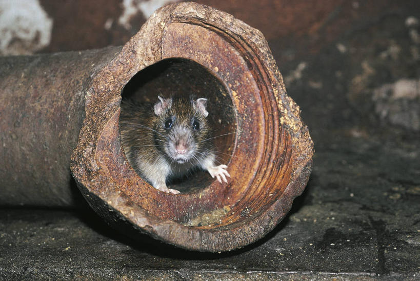 无人,横图,室外,白天,哺乳动物,野生动物,老鼠,科学,锅,自然,动物,摄影,环境,生物学,隐藏,彩图,动物学