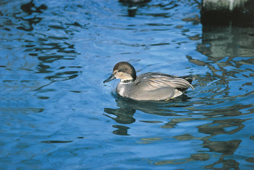 游泳,无人,横图,室外,白天,侧面,湖,野生动物,科学,鸟类,鸭子,池塘,自然,动物,摄影,环境,水禽,生物学,彩图,动物学