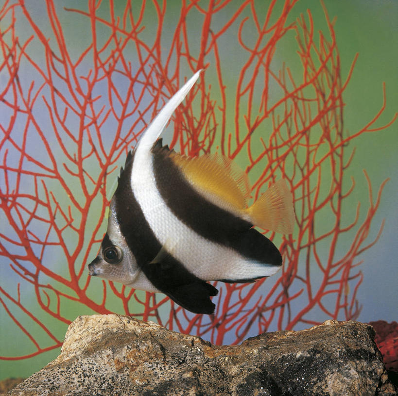 游泳,无人,横图,方图,室内,夜晚,侧面,水下,美景,条纹,科学,鱼,珊瑚,景观,鱼类,水族馆,自然,动物,景色,摄影,鲈鱼,环境,生物学,自然风光,蓝刺蝶鱼,花鲈,鲈板,鲈子鱼,式样,岩石,彩图,动物学