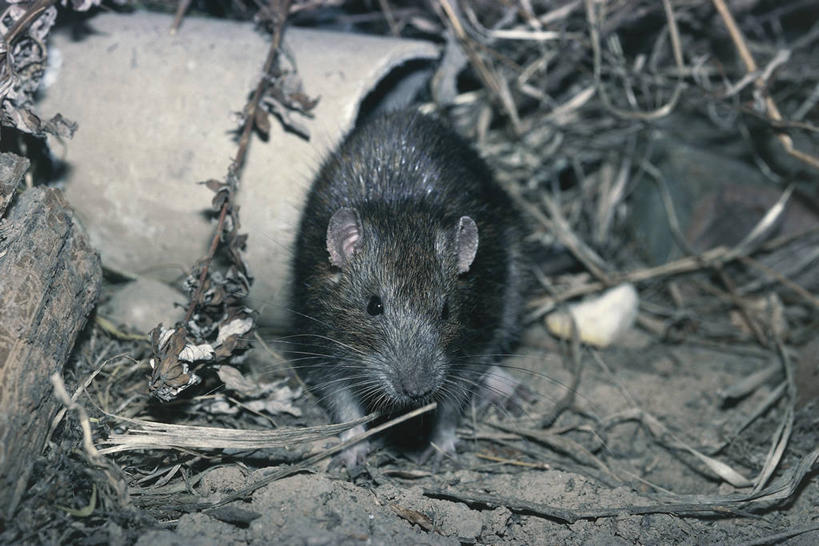 无人,横图,室外,白天,正面,哺乳动物,野生动物,老鼠,科学,自然,动物,摄影,环境,生物学,彩图,动物学