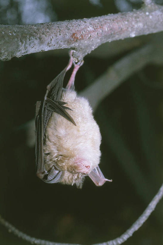 无人,竖图,室外,特写,夜晚,蝙蝠,哺乳动物,野生动物,科学,枝,自然,动物,摄影,栖息,环境,生物学,彩图,动物学