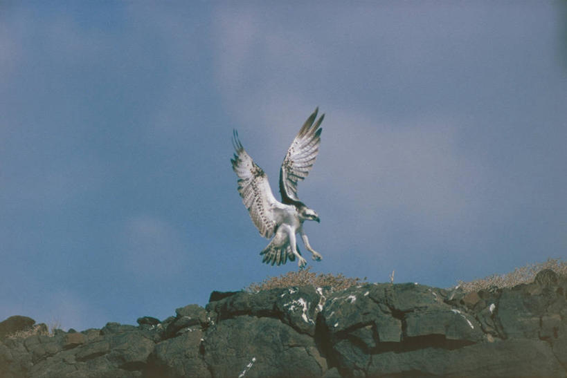 无人,横图,室外,白天,野生动物,科学,鸟类,飞,自然,动物,摄影,环境,生物学,岩层,鱼鹰,岩石,彩图,动物学