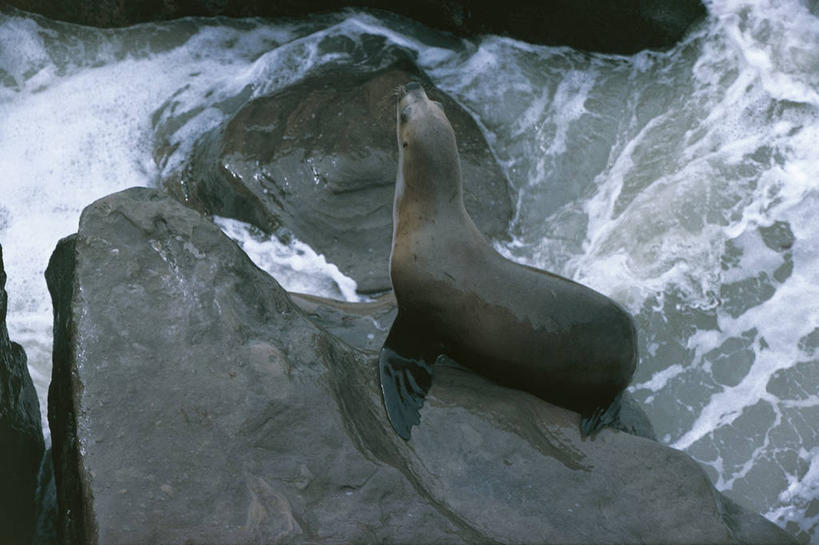 无人,横图,俯视,室外,白天,河流,哺乳动物,海狮,野生动物,阿根廷,湿,科学,流水,自然,动物,南美,摄影,环境,生物学,巴塔哥尼亚,南美海狮,彩图,高角度拍摄,动物学