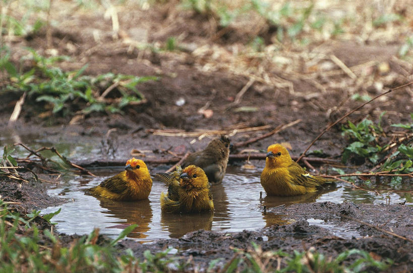 无人,横图,室外,白天,水,野生动物,委内瑞拉,四只,科学,鸟类,自然,南美,摄影,栖息,环境,生物学,水坑,彩图,动物学
