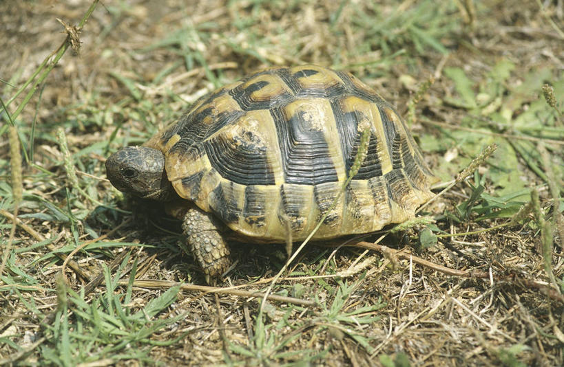 无人,横图,室外,白天,侧面,龟,野生动物,贝壳,科学,草,自然,动物,摄影,环境,生物学,彩图,动物学,赫曼氏陆龟