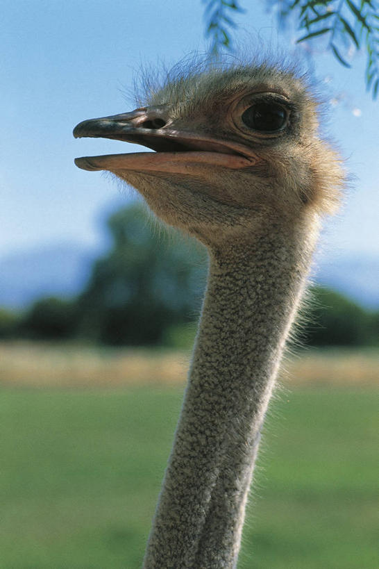 无人,竖图,室外,特写,白天,野生动物,鸵鸟,科学,鸟类,自然,动物,摄影,环境,生物学,喙,彩图,动物学