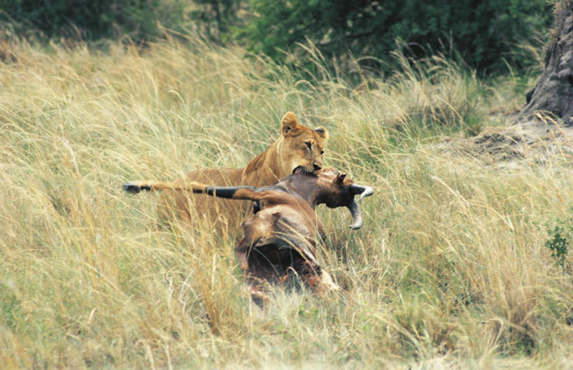 无人,横图,室外,白天,哺乳动物,野生动物,狮子,科学,雌狮,捕食,拿着,草,自然,动物,两只,摄影,环境,生物学,运送,叼着,猫科动物,彩图,动物学