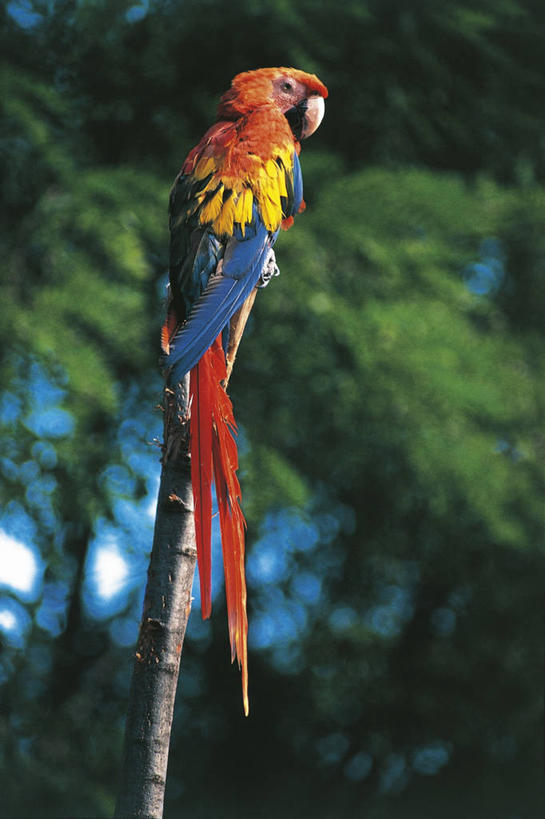 无人,竖图,室外,白天,森林,野生动物,鹦鹉,科学,鸟类,树,自然,动物,摄影,环境,生物学,金刚鹦鹉,热带鸟,彩图,动物学