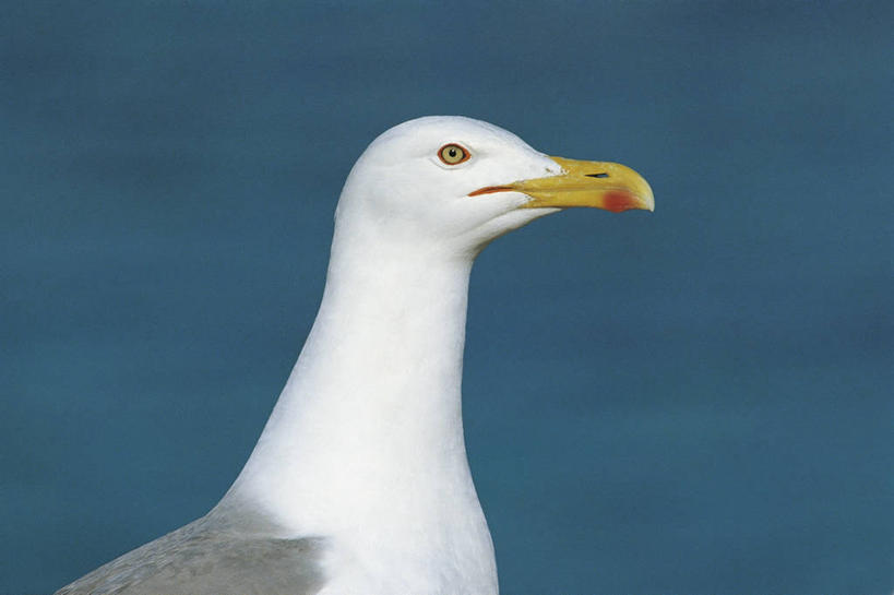 无人,横图,室外,特写,白天,海鸟,海鸥,野生动物,科学,鸟类,自然,动物,摄影,头像,环境,生物学,喙,黑脊鸥,彩图,动物学