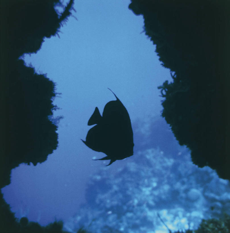 无人,竖图,方图,室外,水下,野生动物,科学,鱼,珊瑚,鱼类,自然,黄昏,动物,摄影,鲈鱼,环境,生物学,剪影,蓝刺蝶鱼,花鲈,鲈板,鲈子鱼,岩石,彩图,动物学