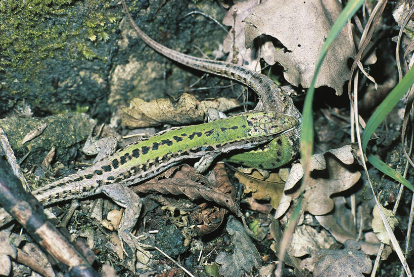 无人,横图,室外,白天,野生动物,蜥蜴,对抗,冲突,科学,自然,动物,两只,摄影,环境,生物学,暴力,打斗,彩图,社会问题,动物学