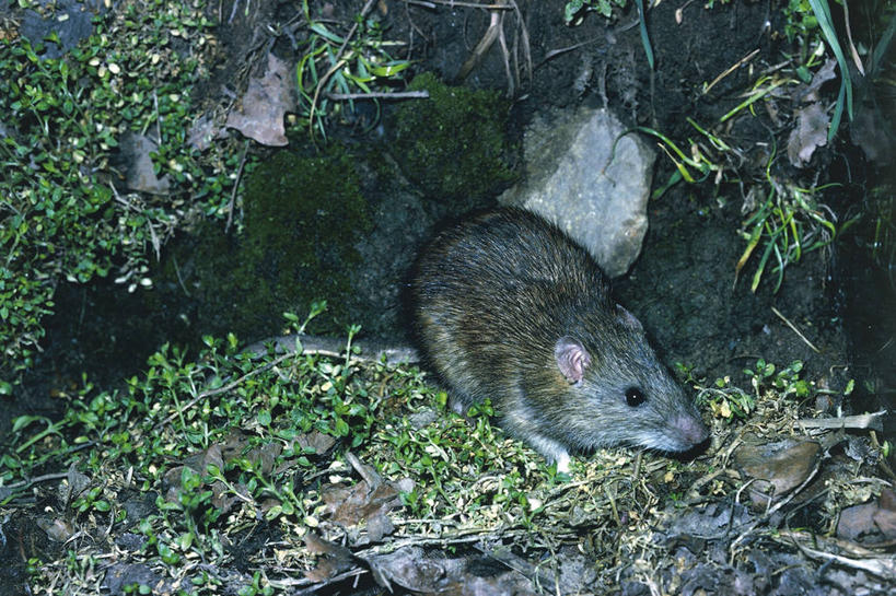 无人,横图,室外,白天,哺乳动物,野生动物,老鼠,科学,自然,动物,摄影,环境,生物学,彩图,动物学