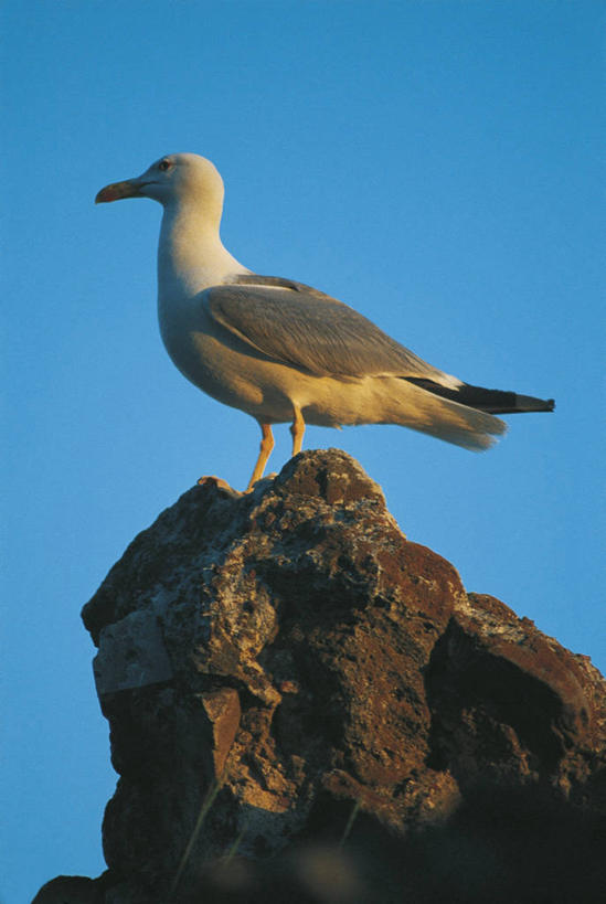 无人,站,竖图,室外,白天,侧面,仰视,海鸥,野生动物,科学,鸟类,天空,自然,动物,摄影,栖息,环境,生物学,黑脊鸥,万里无云,岩石,彩图,低角度拍摄,动物学