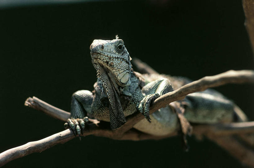 无人,坐,横图,室外,白天,野生动物,蜥蜴,科学,鬣蜥,枝,树,自然,动物,摄影,环境,生物学,石龙子,泉龙,猪婆蛇,四脚蛇,蜴,彩图,动物学