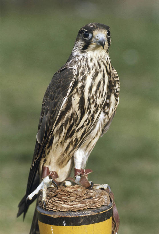 无人,坐,竖图,室外,白天,野生动物,科学,鸟类,自然,动物,木桩,摄影,栖息,环境,生物学,猎鹰,游隼,彩图,动物学