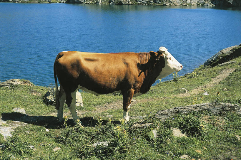 无人,站,横图,室外,白天,侧面,湖,哺乳动物,牛,野生动物,科学,草,自然,动物,摄影,环境,生物学,野牛,彩图,动物学