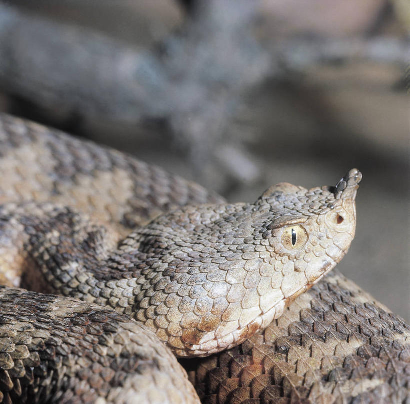 无人,横图,方图,室外,特写,白天,野生动物,科学,自然,动物,摄影,环境,生物学,威胁,式样,危险,彩图,动物学