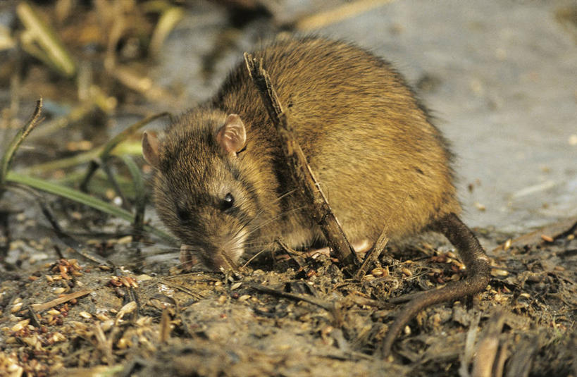 无人,横图,室外,白天,侧面,哺乳动物,野生动物,老鼠,科学,自然,动物,摄影,环境,生物学,彩图,动物学