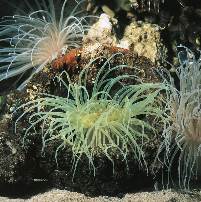 无人,竖图,方图,室外,白天,水下,野生动物,科学,触须,珊瑚,无脊椎动物,自然,摄影,环境,生物学,刺胞动物,彩图,动物学