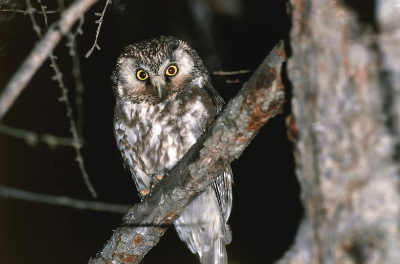 无人,横图,室外,夜晚,正面,猫头鹰,野生动物,照明,科学,鸟类,灯光,枝,灯,树,自然,动物,灯具,摄影,栖息,环境,照亮,生物学,照明设备,闪光灯,大角枭,彩图,动物学