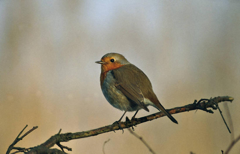 无人,横图,室外,白天,野生动物,科学,鸟类,知更鸟,枝,自然,动物,摄影,栖息,环境,生物学,彩图,动物学