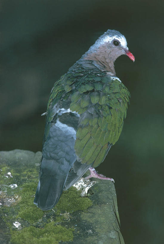 无人,坐,竖图,室外,白天,鸽子,野生动物,科学,鸟类,苔藓,背面,自然,动物,摄影,环境,生物学,岩石,彩图,动物学