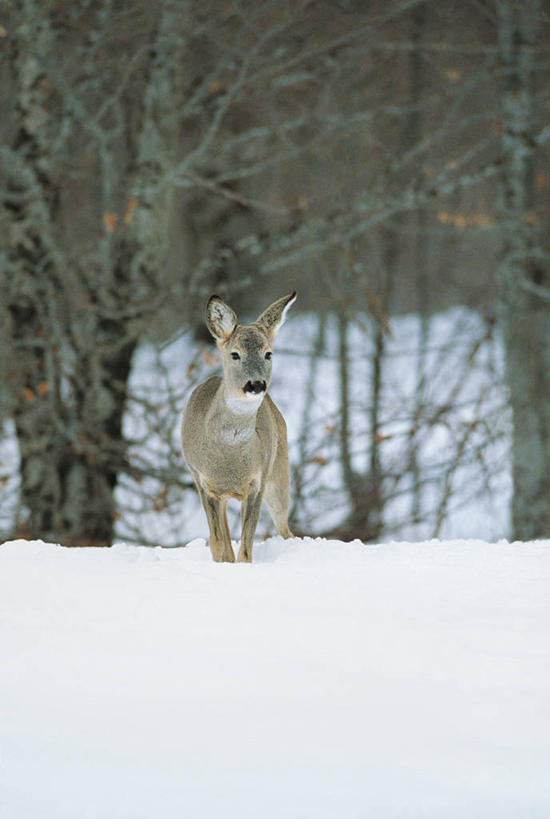 无人,竖图,室外,白天,正面,森林,雪,哺乳动物,鹿,野生动物,科学,冬天,树,自然,动物,摄影,环境,生物学,偶蹄目,狍,彩图,动物学