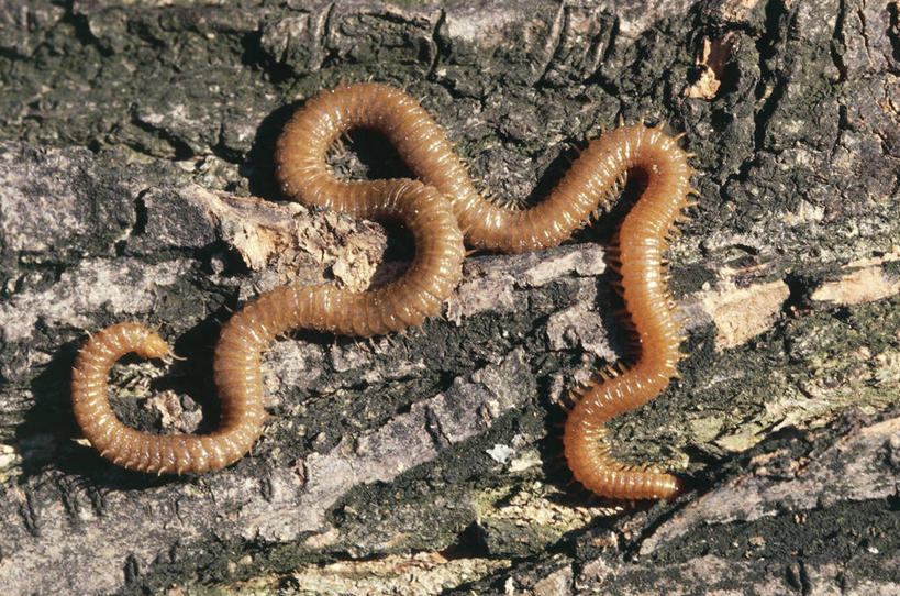 无人,横图,俯视,室外,特写,白天,野生动物,科学,昆虫,树皮,自然,动物,摄影,环境,生物学,节肢动物,蜈蚣,彩图,高角度拍摄,动物学