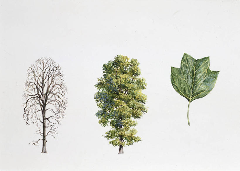 无人,横图,插画,白色背景,数码,科技,植物,叶子,阴影,科学,网络,高光,几何,计算机图形,合成,图画,画,树,三个,白色,自然,环境,电脑合成图,数码合成图,生物学,合成图,漫画,落叶树,写实,具体,具象,郁金香树,彩图