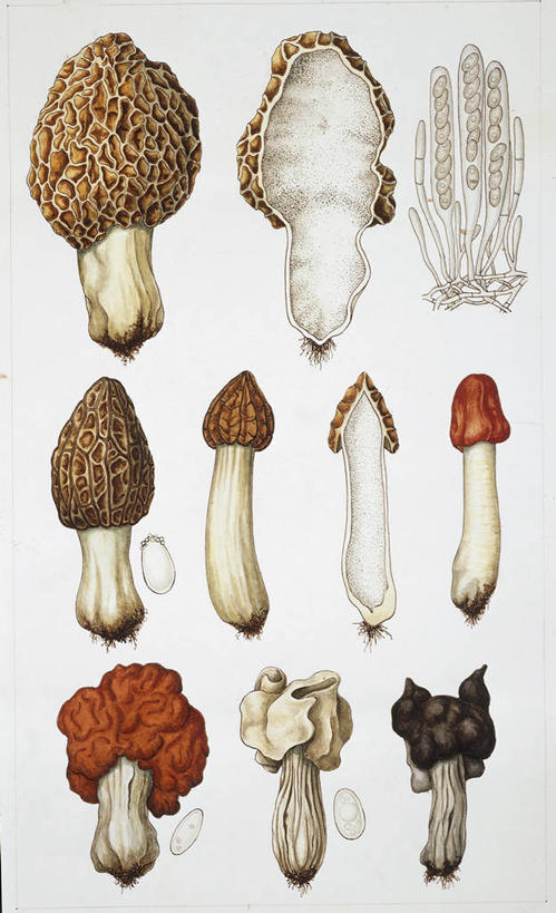 无人,竖图,插画,白色背景,数码,科技,一排,许多,阴影,整齐,科学,网络,很多,高光,几何,计算机图形,合成,图画,画,排列,白色,自然,食用菌,环境,电脑合成图,数码合成图,生物学,合成图,真菌,队列,漫画,羊肚菇,写实,具体,具象,彩图