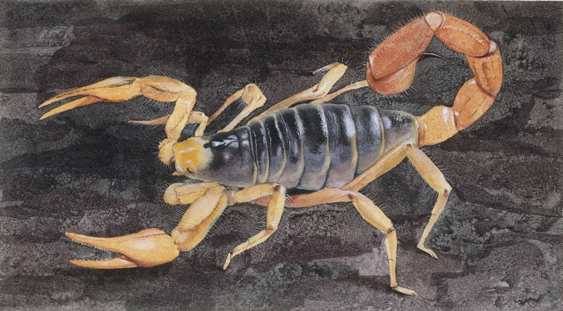 无人,横图,插画,数码,科技,阴影,科学,网络,高光,几何,计算机图形,合成,图画,画,动物,电脑合成图,数码合成图,生物学,合成图,节肢动物,蝎子,漫画,写实,具体,具象,彩图,动物学